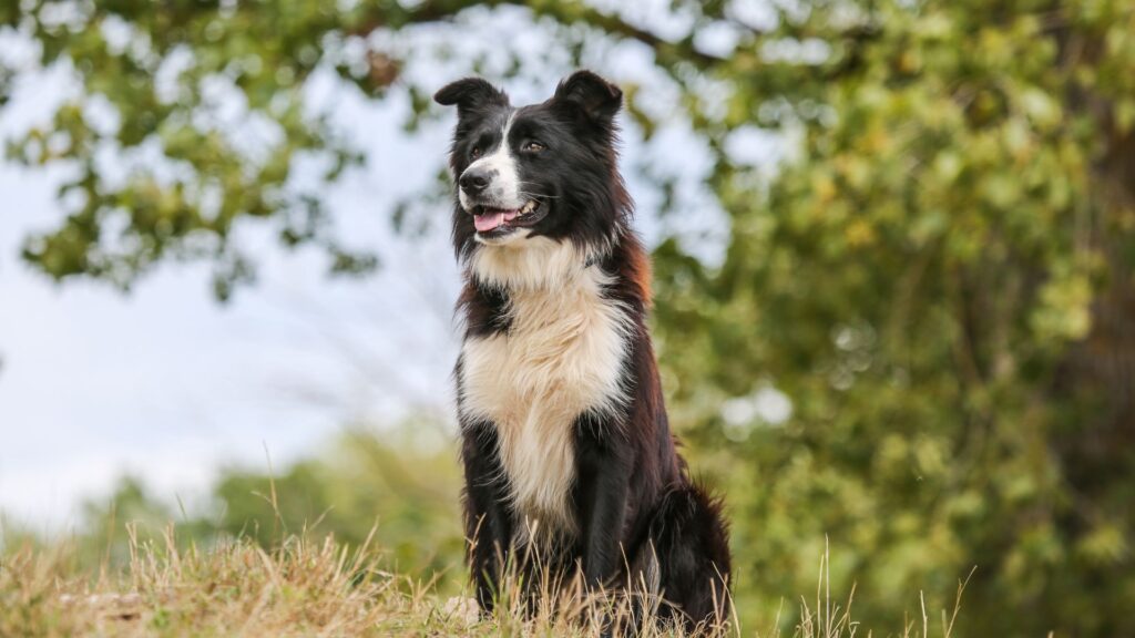 Border collie kutyanevek
