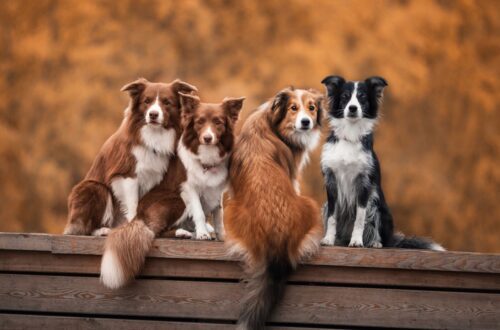 Négy border collie kutya ül egy fából készült kerítésen, barátságos és figyelmes arckifejezéssel.