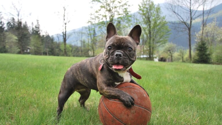 Egy boldog francia bulldog áll a fűben, egy kosárlabdát ölelve.