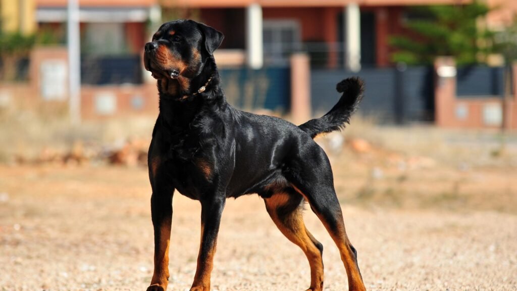 Doberman nevek