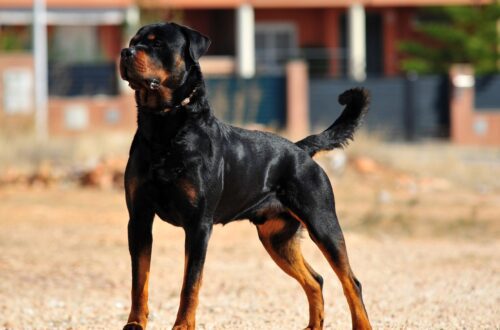 Doberman nevek