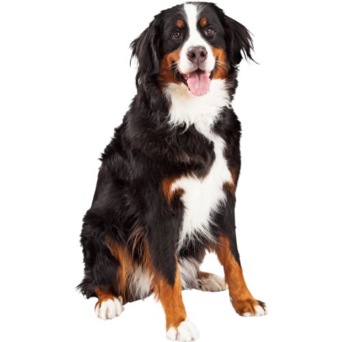 Bernese Mountain Dog
