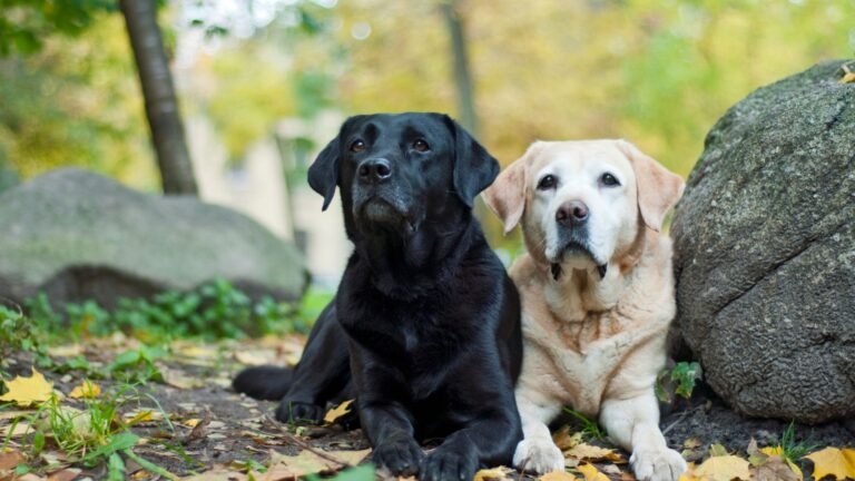 labrador nevek