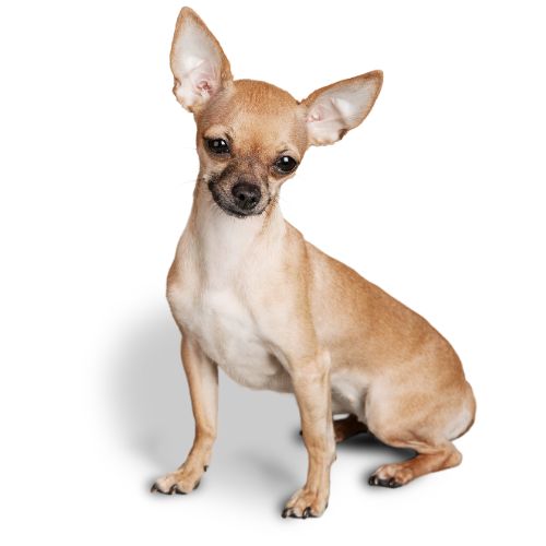 Red Chihuahua