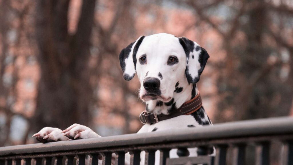 Dalmata kutyanevek