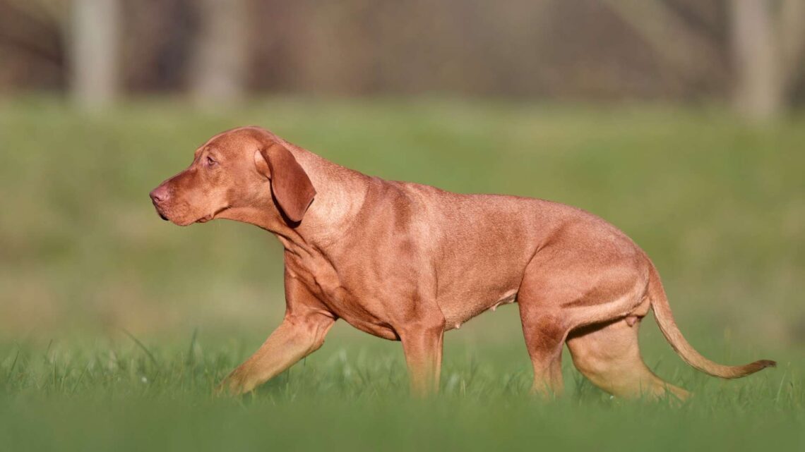 magyar-vizsla-kutya-nevek