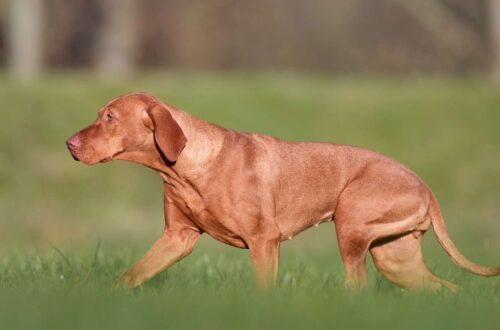 magyar-vizsla-kutya-nevek