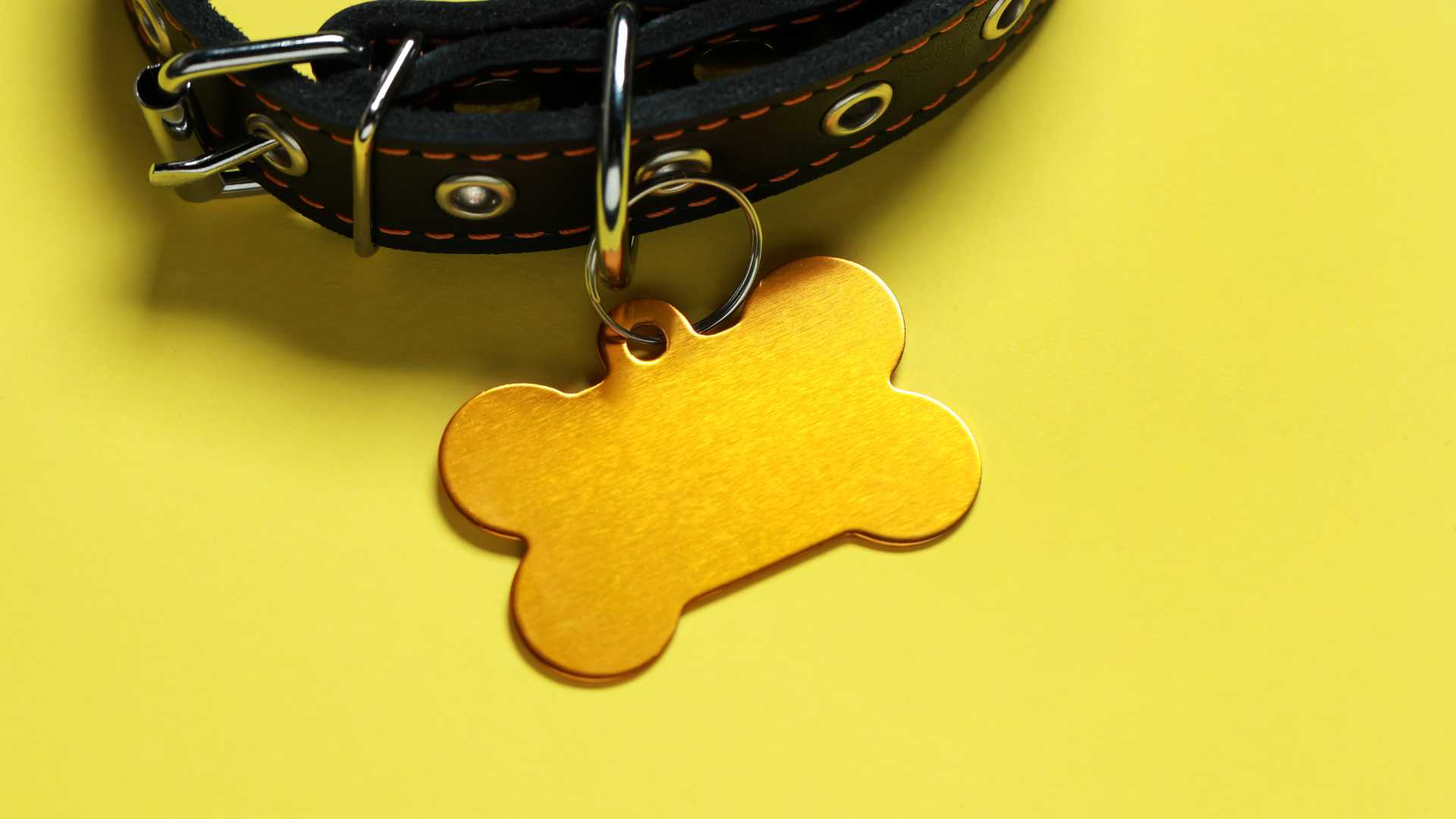 A 10 legnépszerűbb kutyanév 2024-ben