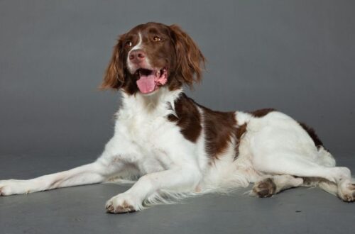 Drenti vizsla-fajtaleírás