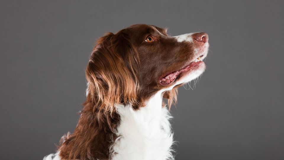 Drenti vizsla-fajtaleírás