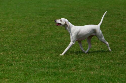 billy francia kopó fajtaleiras
