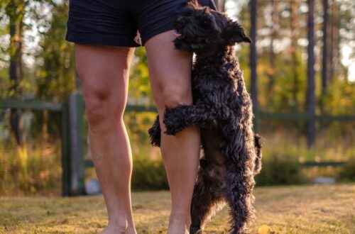 Hogyan szoktassuk le a kutyánkat a párzási mozdulatokról?