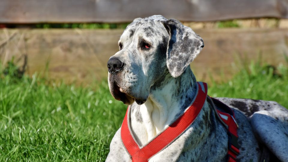 Dán dog