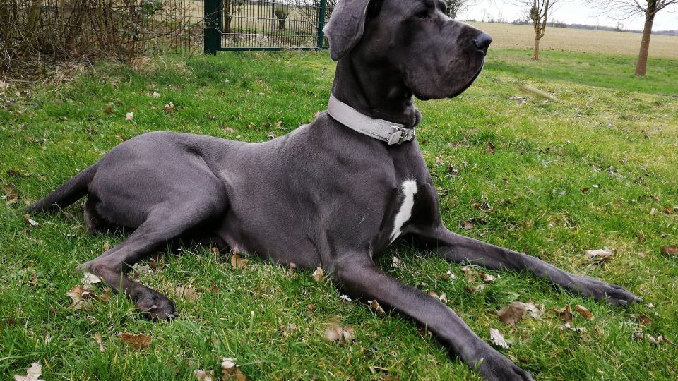 Dán dog, német dog