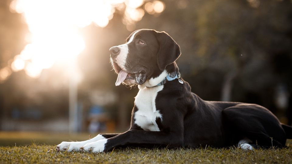 Dán dog