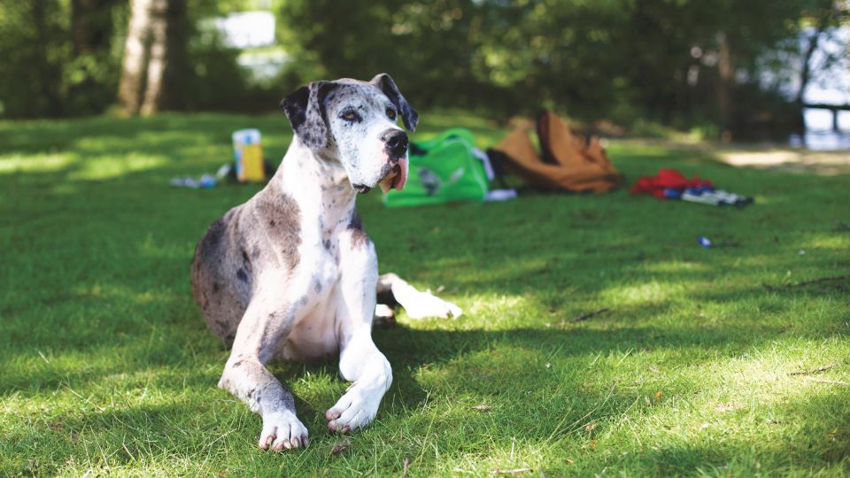 Német dog - dándog