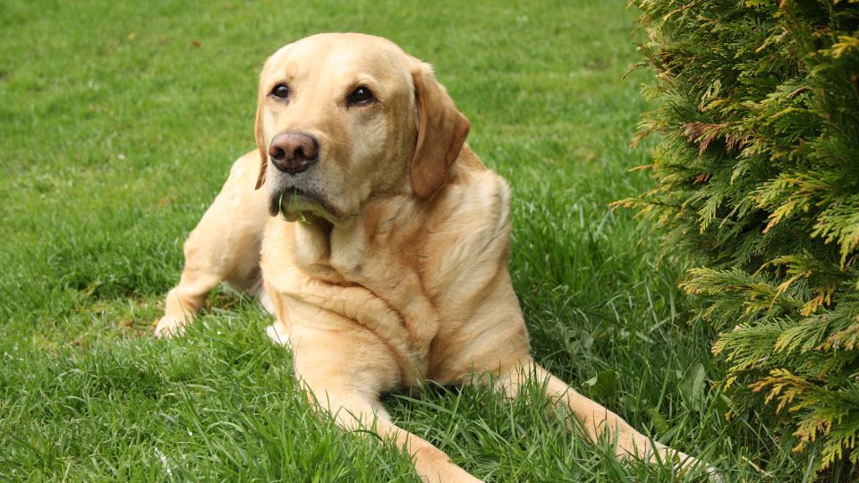 labrador nevek