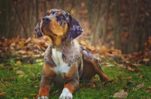catahoula leopárd kutya