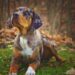 catahoula leopárd kutya