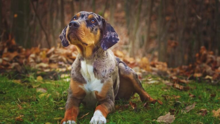 catahoula leopárd kutya