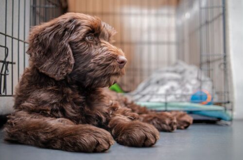 Kennel köhögés