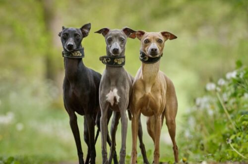 Három whippet kutya áll egy zöld, virágos környezetben, barátságos arckifejezéssel.
