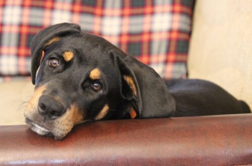 Egy fekete kutya pihen a kanapén, érdeklődve néz a kamerába.