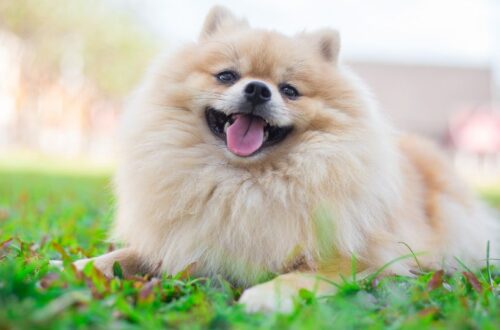 Egy boldog pomerániai törpespicc fekszik a zöld fűben, mosolyogva néz a kamerába.