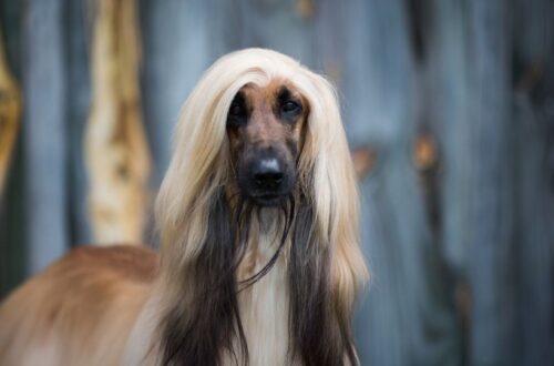 Egy afgán agár, hosszú, selymes szőrrel, háttérben fából készült fal.