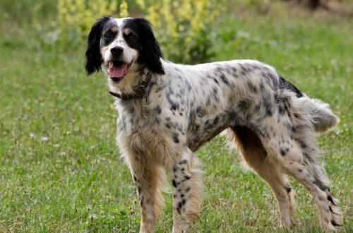 Egy angol szetter áll a zöld fűben, boldogan mosolyogva.