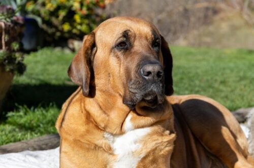 Egy Broholmer kutya pihen a zöld fűben, nyugodt és figyelmes arckifejezéssel.