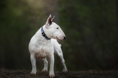 Egy fehér bullterrier, aki figyelmesen néz körül az erdőben.
