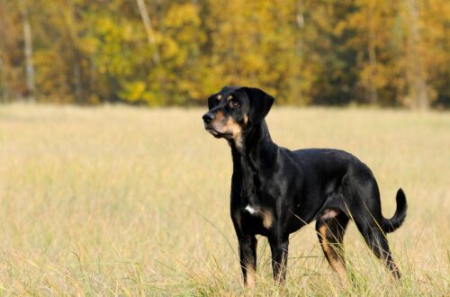 Egy erdélyi kopó áll egy zöld fűvel borított mezőn, háttérben színes őszi fák.