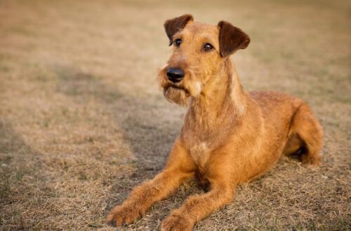 Egy ír terrier fekszik a fűben, figyelmesen néz előre.