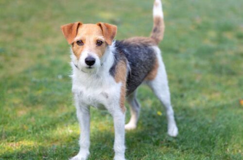 Egy Parson Russell terrier áll a zöld fűben, figyelmesen néz.