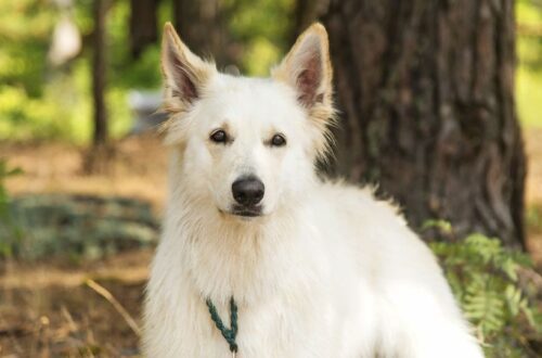 Egy svájci fehér juhászkutya ül egy fás területen, nyugodt és figyelmes.