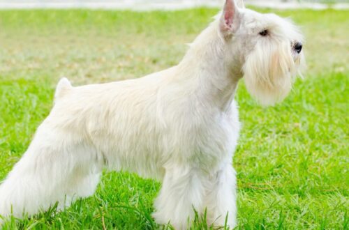 Egy törpe schnauzer áll a zöld fűben, fehér bundával és jellegzetes szakállal.