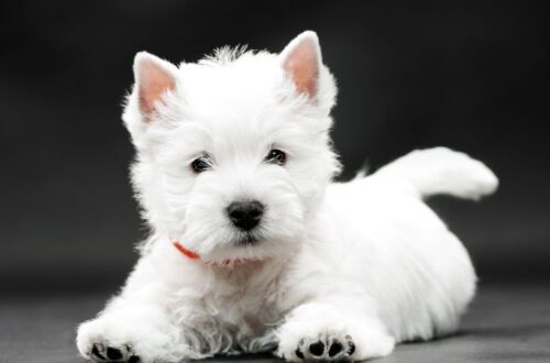 Egy aranyos West highland white terrier kölyök fekszik, fehér bundával és kíváncsi tekintettel.