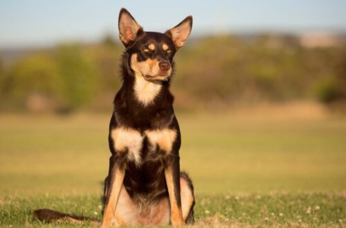 Egy Ausztrál Kelpie ül a zöld fűben, figyelmesen néz előre.