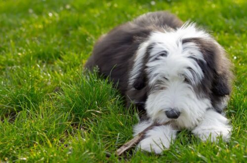 Egy bearded collie fekszik a zöld fűben, egy ágat rágcsálva.