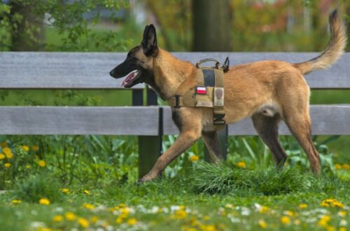 Egy belga juhászkutya sétál a parkban, vidám és energikus.