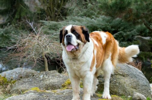 Egy Bernáthegyi kutya áll egy sziklán, háttérben zöld növényekkel és vízzel.