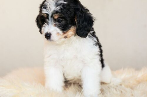 Egy aranyos Bernedoodle kölyök, fehér és fekete bundával, puha szőnyegen ül.