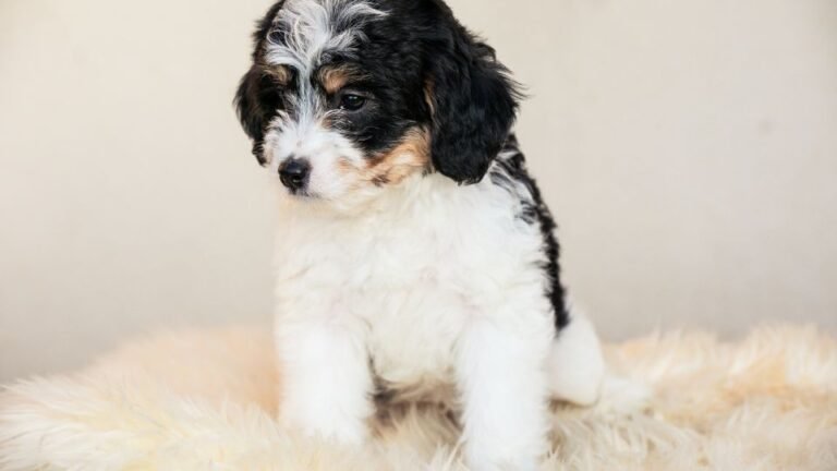 Egy aranyos Bernedoodle kölyök, fehér és fekete bundával, puha szőnyegen ül.
