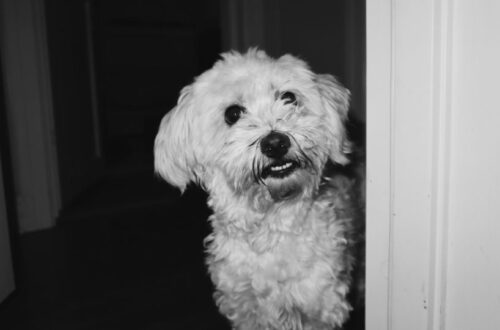 Egy Bichon Havanese kutya áll az ajtóban, mosolyogva néz ki.