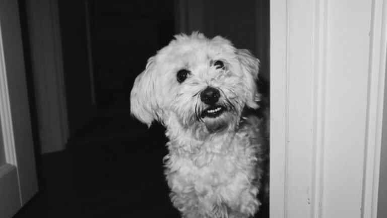 Egy Bichon Havanese kutya áll az ajtóban, mosolyogva néz ki.
