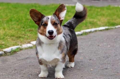 Egy vidám Cardigan Welsh Corgi áll a füves területen, mosolyogva néz a kamerába.