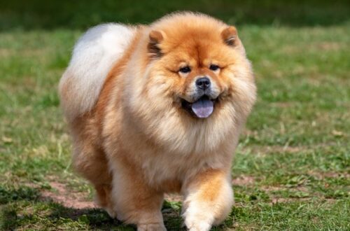 Egy boldog Csau Csau kutya sétál a zöld fűben, szőrzetével és játékos megjelenésével.