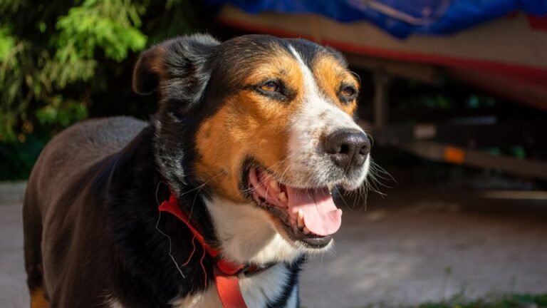 Egy boldog kutya napfényben, mosolyogva áll a háttérben.