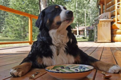 Egy kutya ül egy teraszon, előtte egy tál kék bogyókkal.